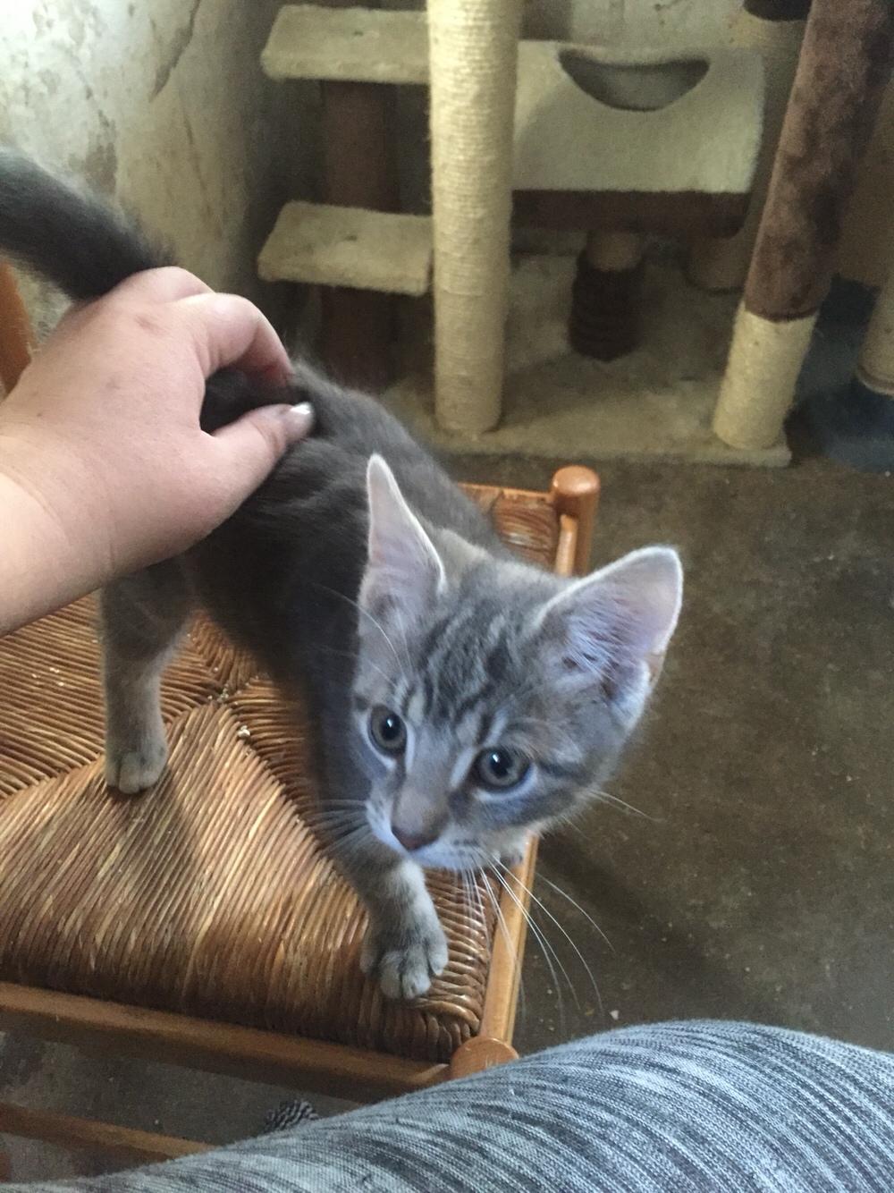 Blanding af racer Onkel Tom billede 4