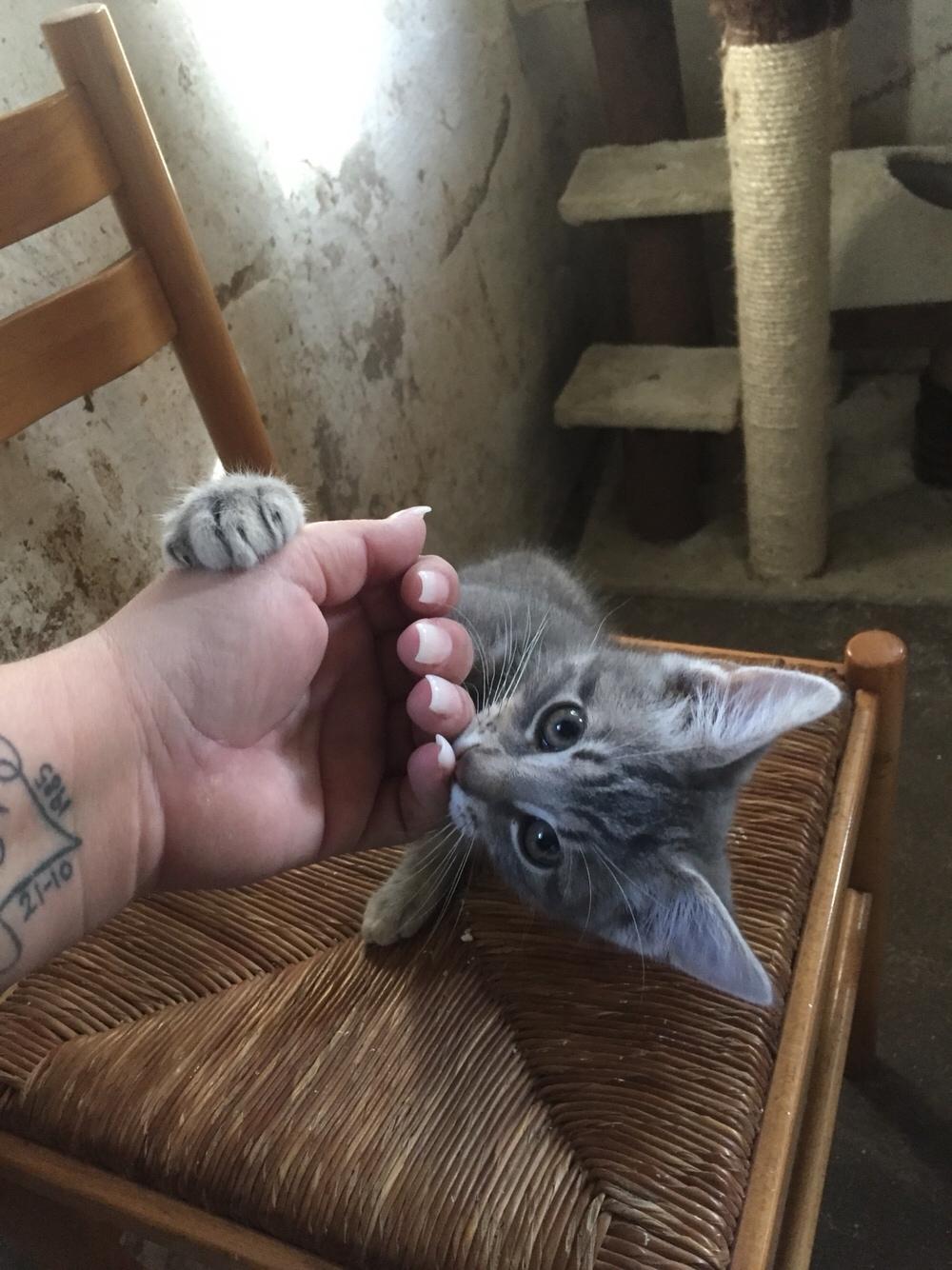 Blanding af racer Onkel Tom billede 6