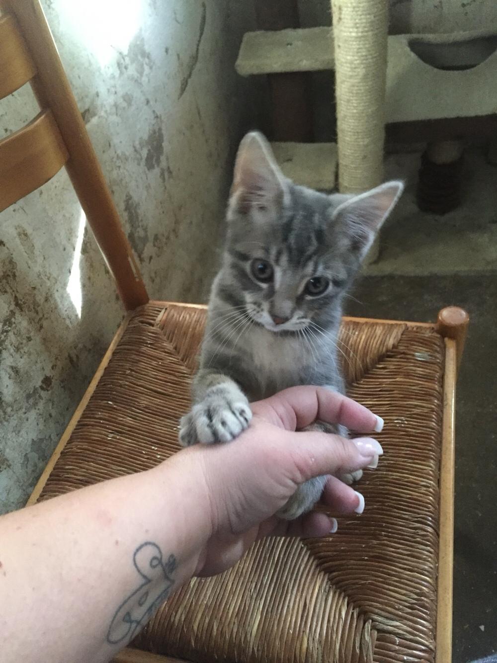 Blanding af racer Onkel Tom billede 5