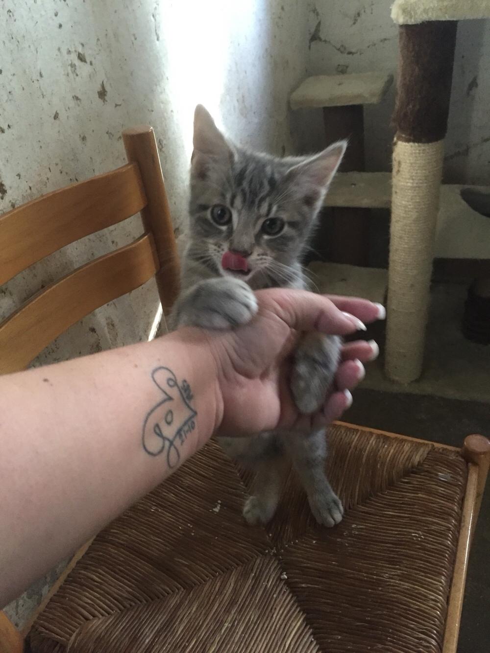 Blanding af racer Onkel Tom billede 7