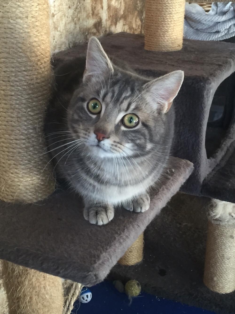 Blanding af racer Onkel Tom billede 8