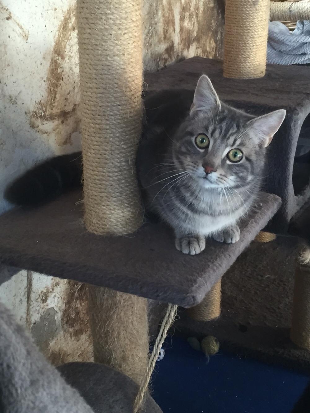 Blanding af racer Onkel Tom billede 9