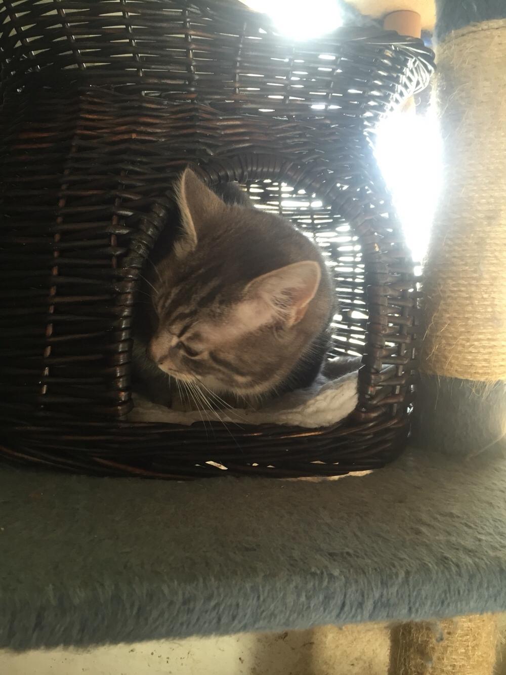 Blanding af racer Onkel Tom billede 11