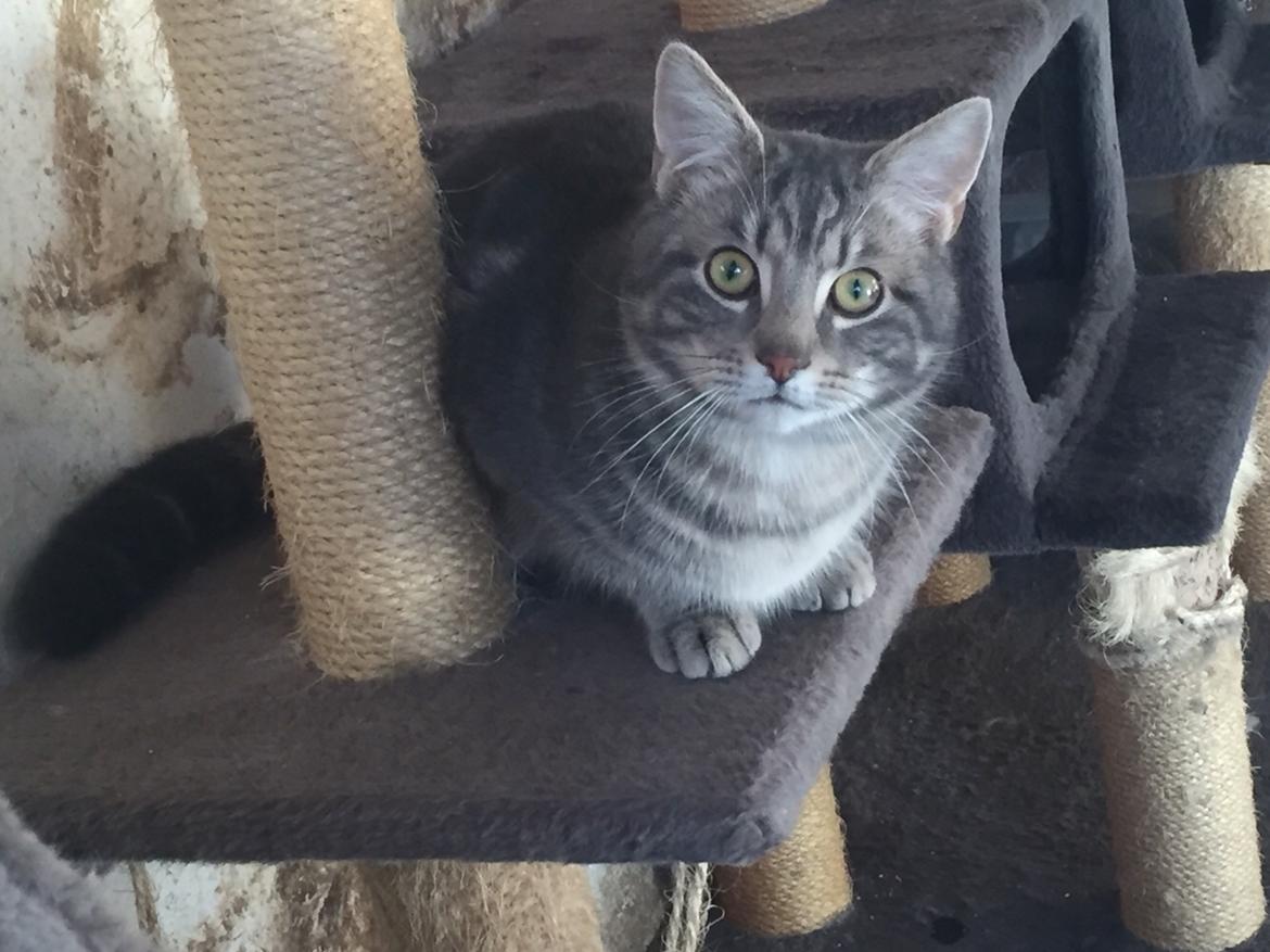 Blanding af racer Onkel Tom billede 10