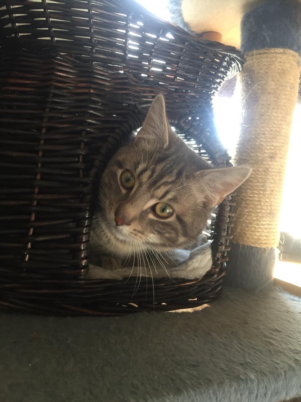 Blanding af racer Onkel Tom billede 12