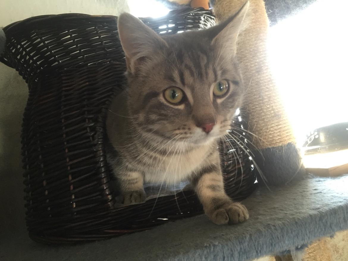 Blanding af racer Onkel Tom billede 13