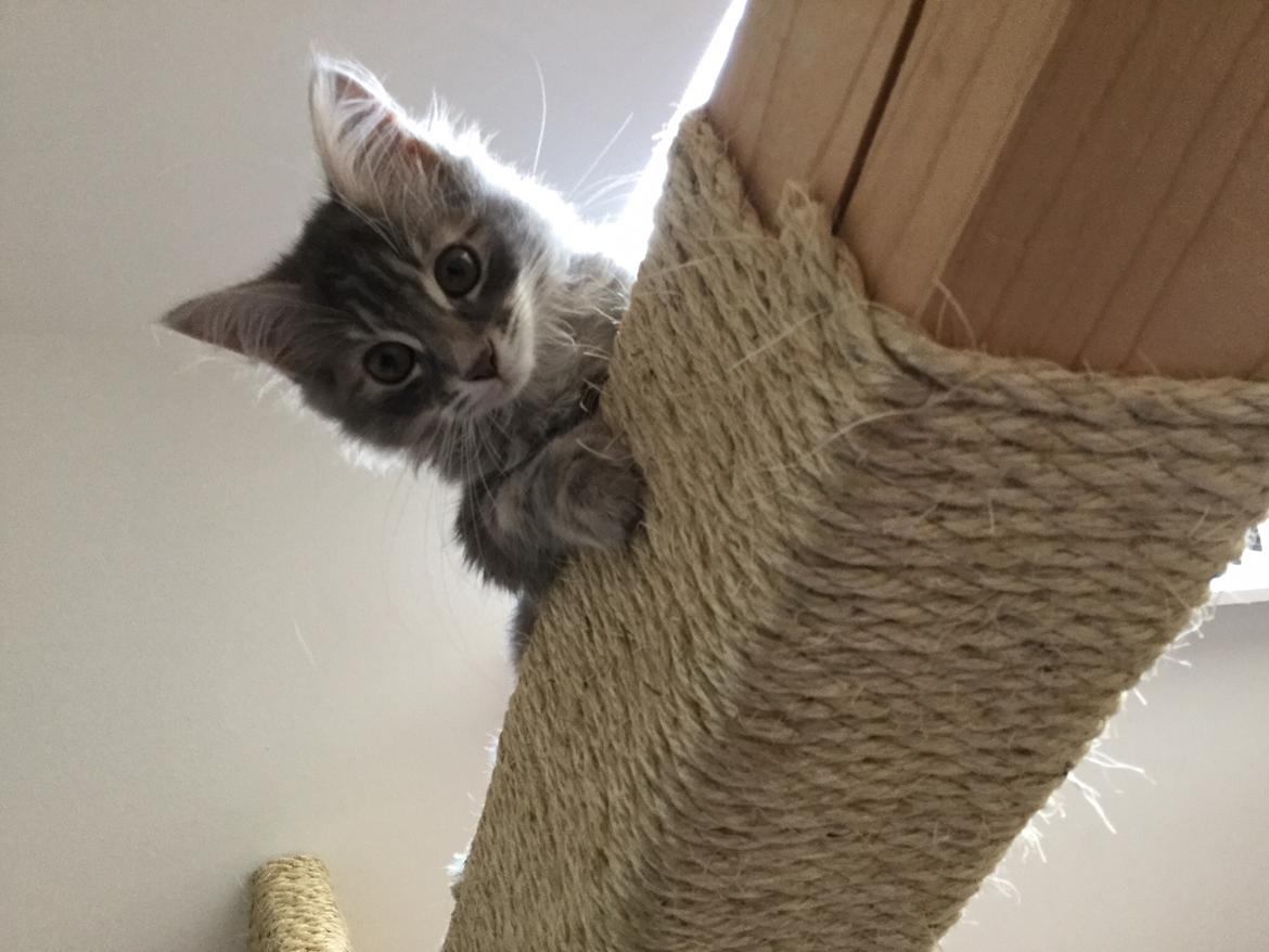 Sibirisk Kat Anni billede 17