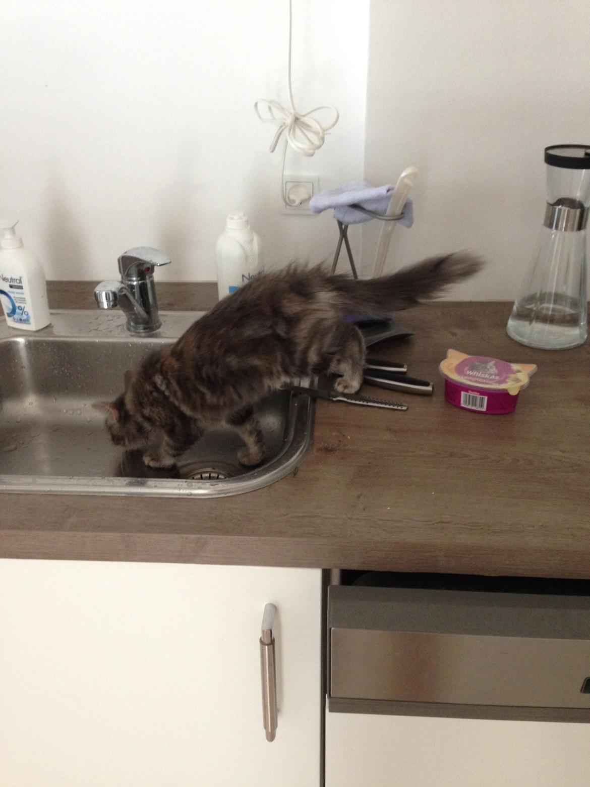 Sibirisk Kat Anni billede 18