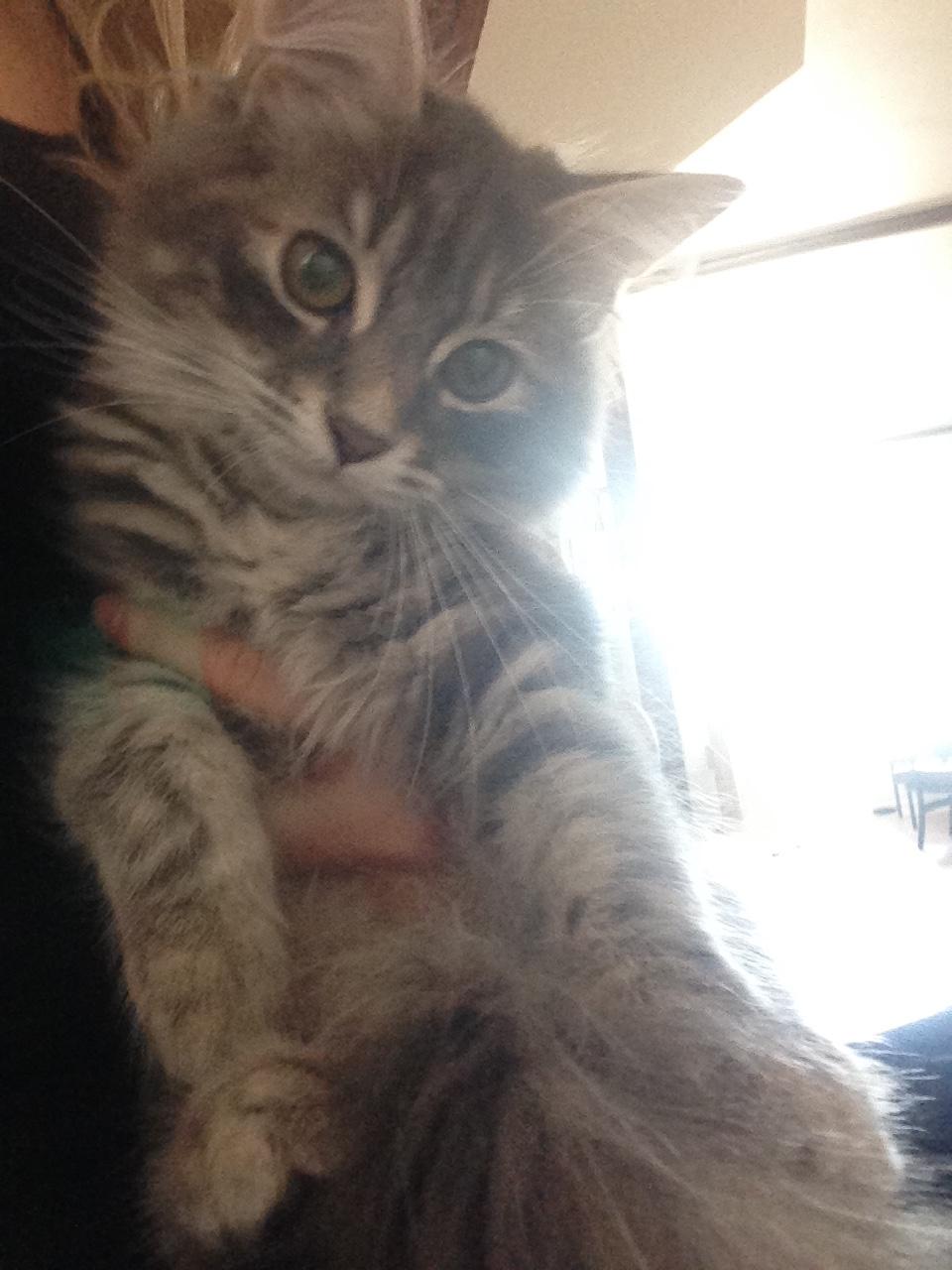 Sibirisk Kat Anni billede 19