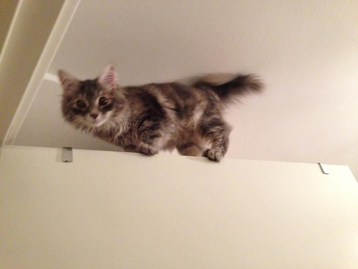 Sibirisk Kat Anni billede 20