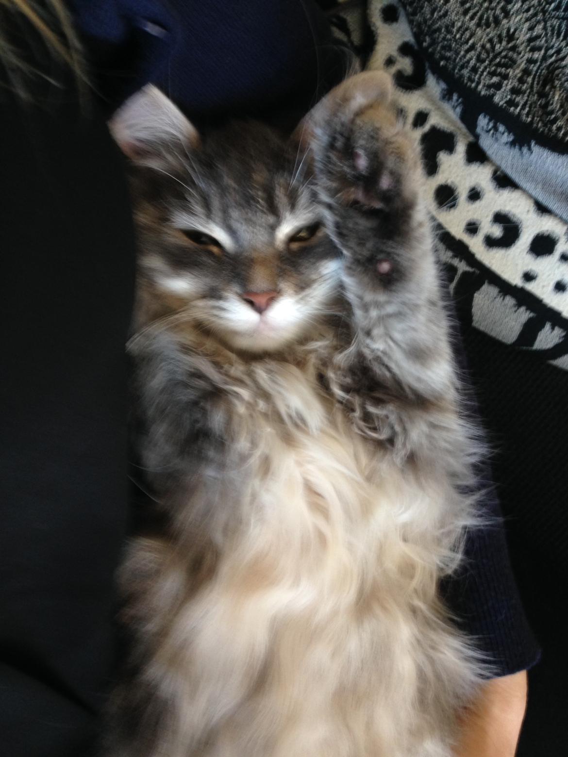 Sibirisk Kat Anni billede 21