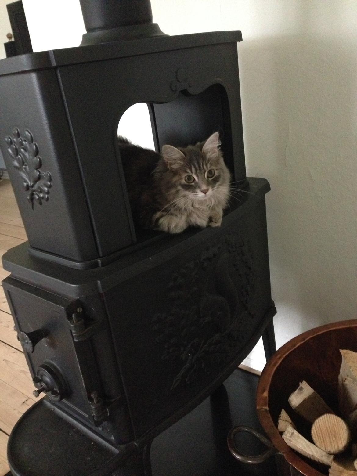 Sibirisk Kat Anni billede 22