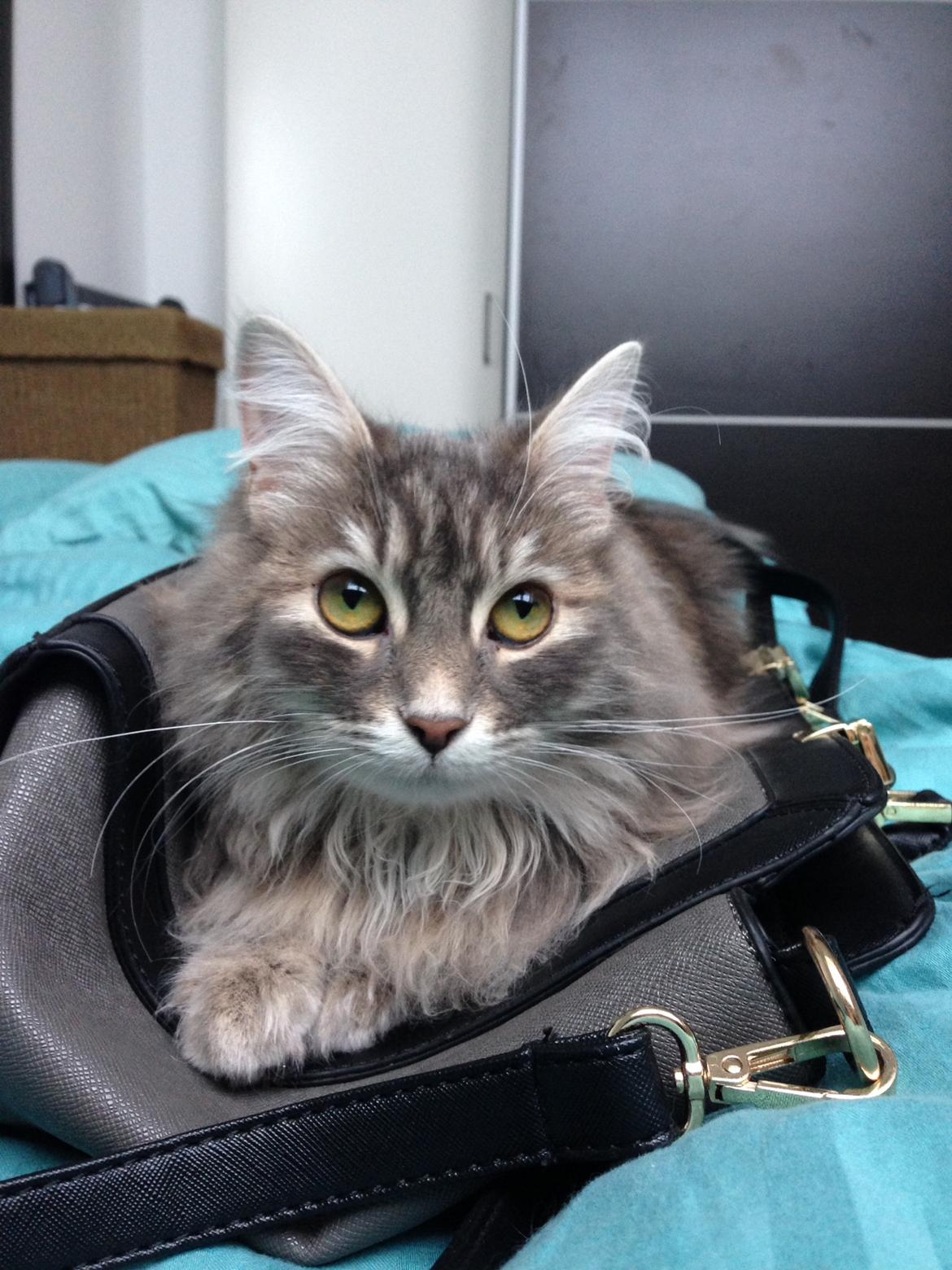 Sibirisk Kat Anni billede 23