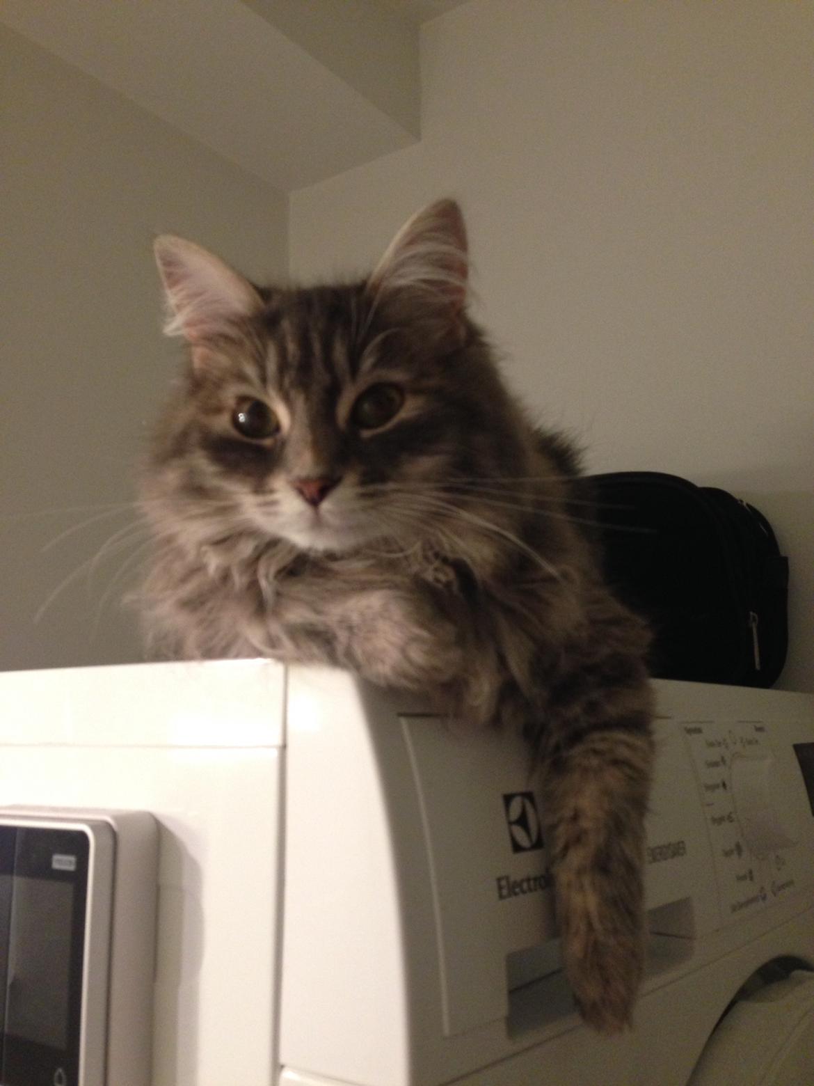 Sibirisk Kat Anni billede 24