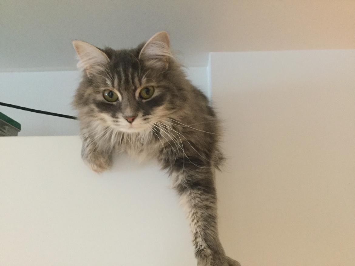 Sibirisk Kat Anni billede 25