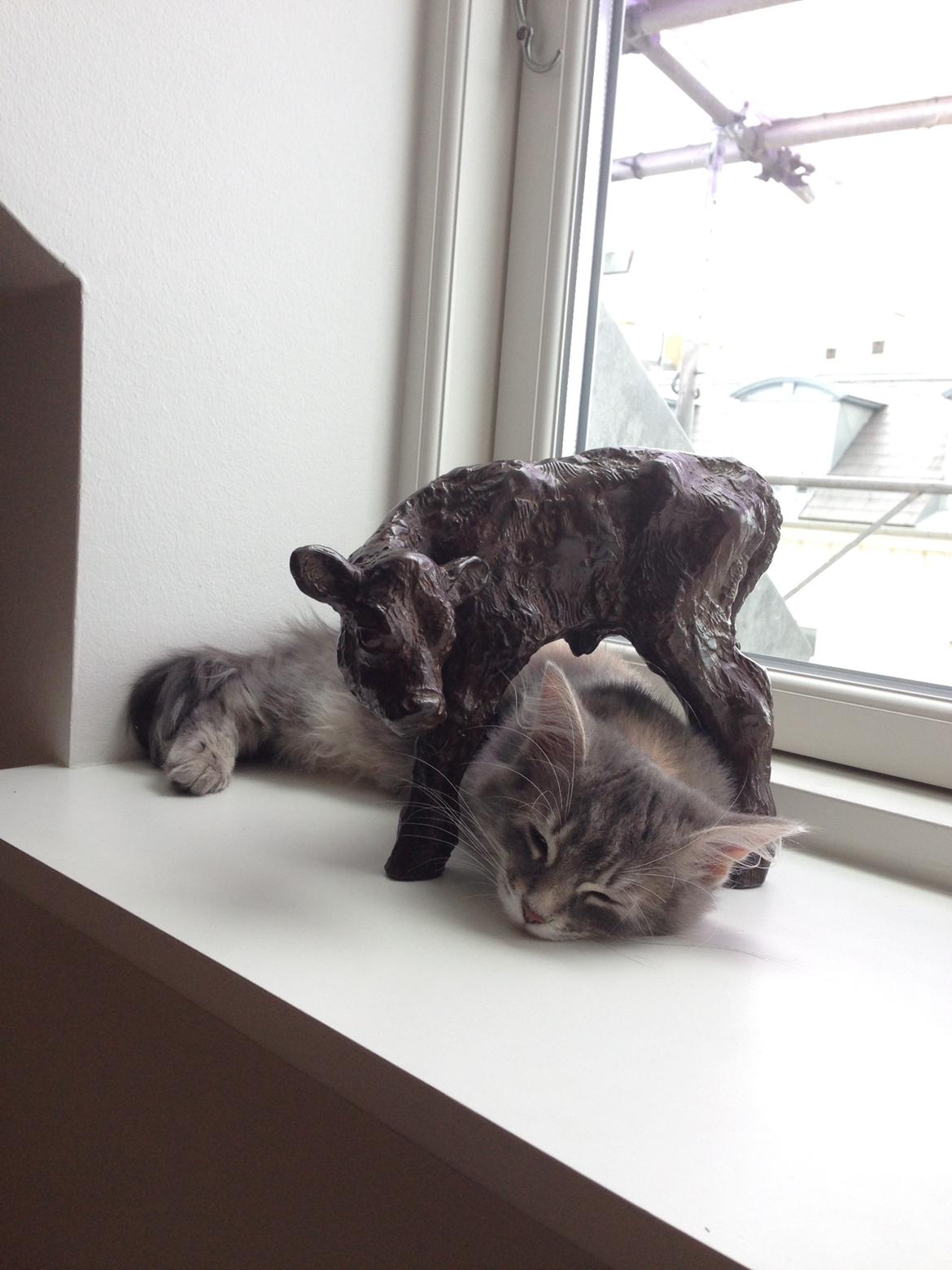 Sibirisk Kat Anni billede 16