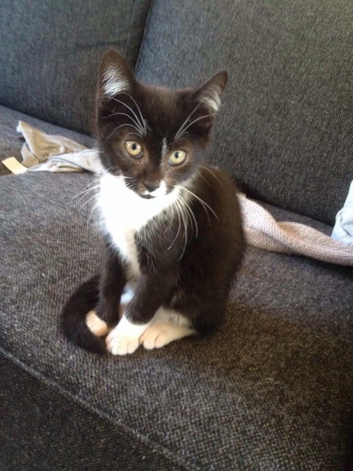 Blanding af racer Lille Fiz billede 1