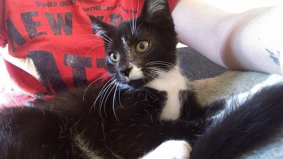 Blanding af racer Lille Fiz billede 5