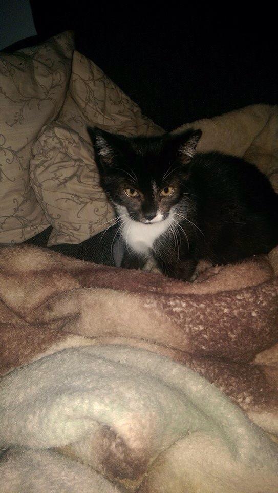 Blanding af racer Lille Fiz billede 6