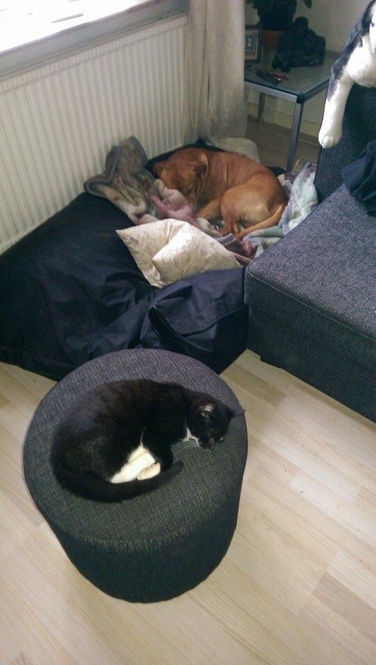 Blanding af racer Lille Fiz billede 9