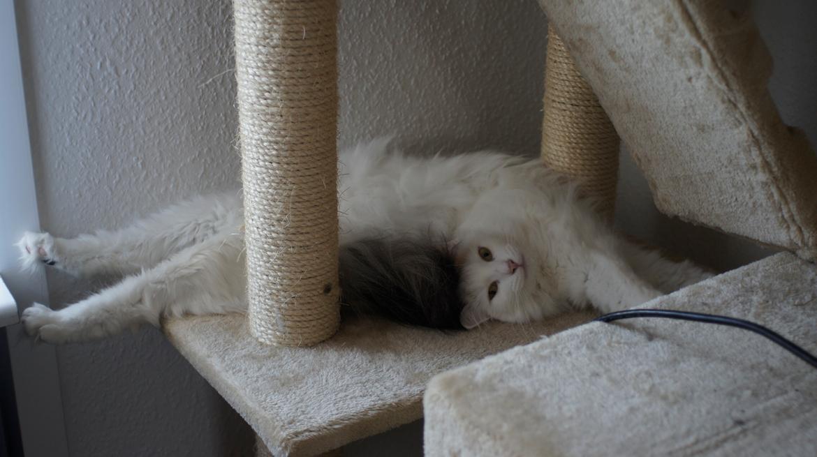 Norsk Skovkat DK Beukel's Kylie  - Hjælp mpr, jeg er gået i stykker billede 9