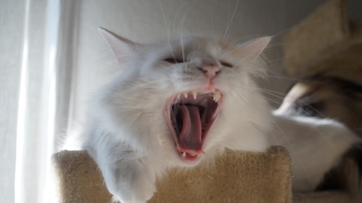 Norsk Skovkat DK Beukel's Kylie  - Har jeg noget siddende mellem tænderne??? billede 10