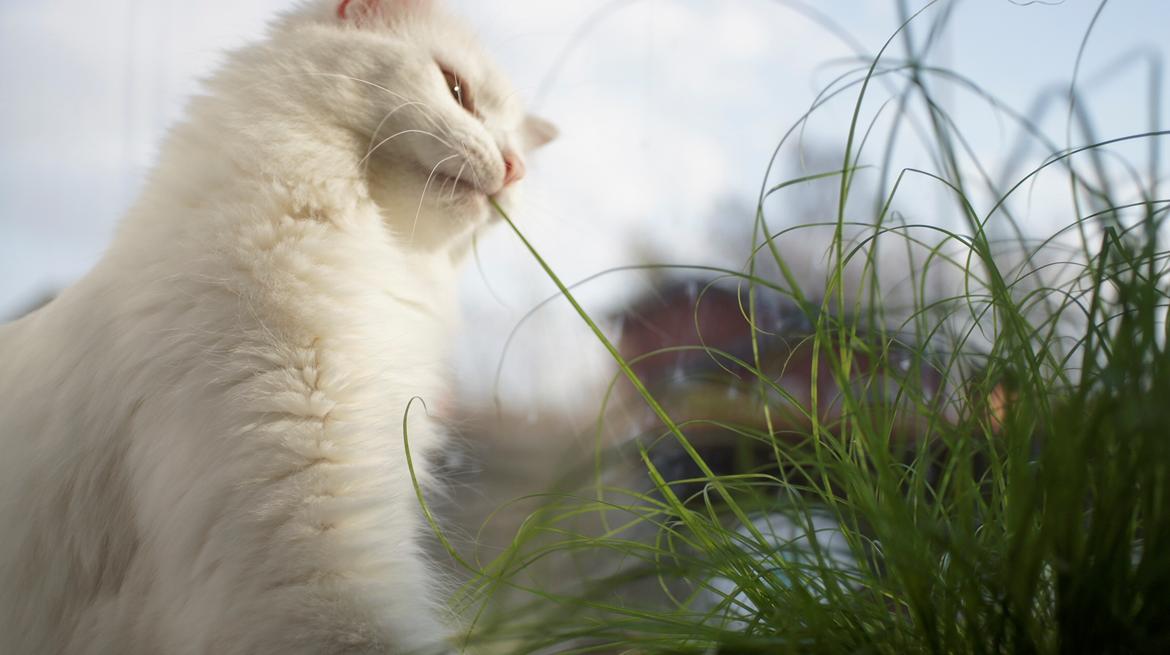 Norsk Skovkat DK Beukel's Kylie  - Hvad søren er dette for en mærkelig grøn spaghetti? billede 12