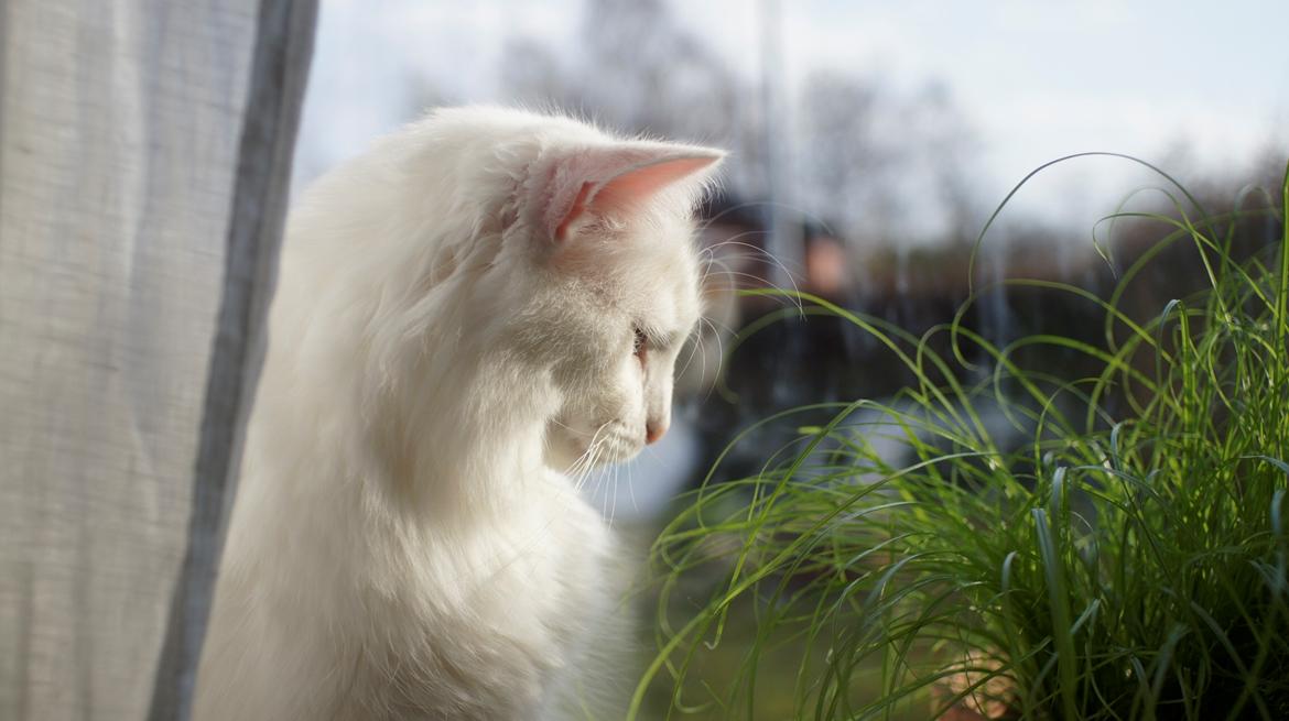 Norsk Skovkat DK Beukel's Kylie  - Det kilder.... og ser sjovt ud billede 11