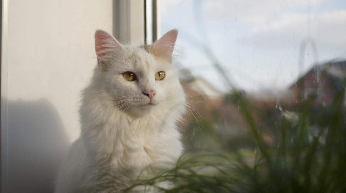 Norsk Skovkat DK Beukel's Kylie  - Deres Majestæt i vinduekarmen billede 1