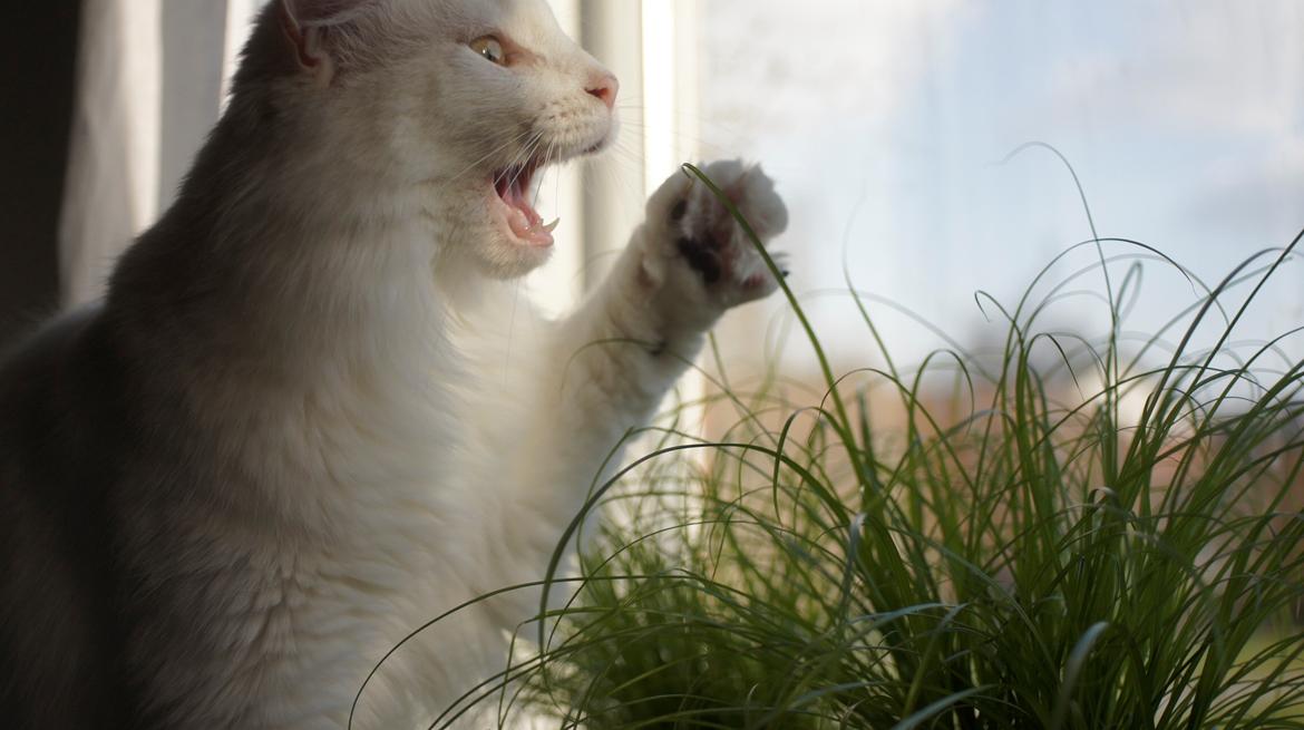 Norsk Skovkat DK Beukel's Kylie  - Det græs må dø! billede 13