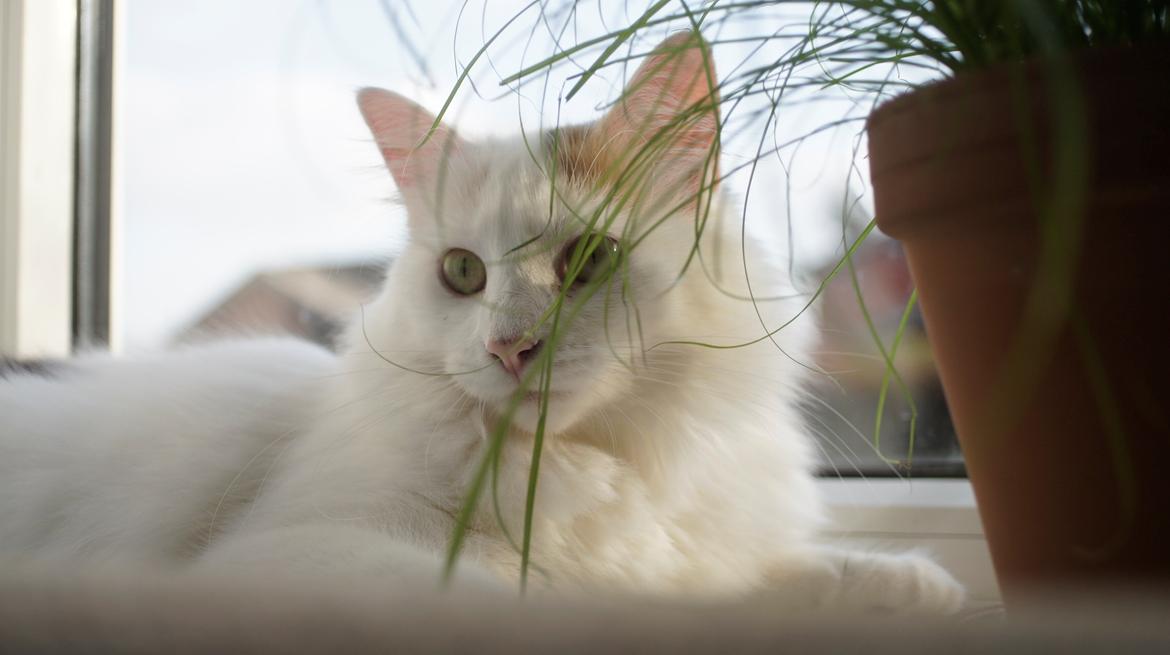 Norsk Skovkat DK Beukel's Kylie  - Så fin så fin, i det lille vindue :D billede 14