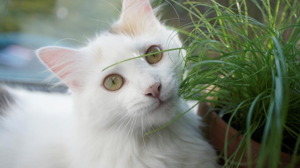 Norsk Skovkat DK Beukel's Kylie  - Hej?  billede 15