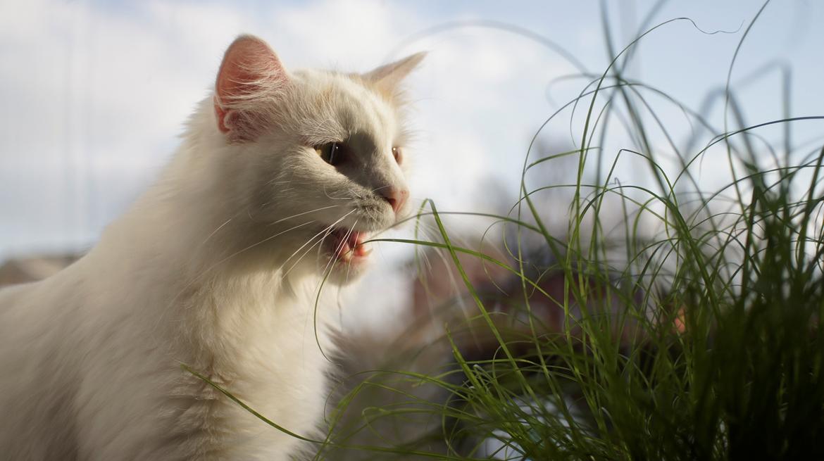 Norsk Skovkat DK Beukel's Kylie  - Grrrr... billede 2