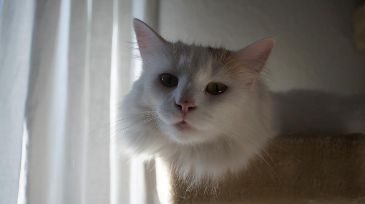 Norsk Skovkat DK Beukel's Kylie  - "'Morning!" billede 16