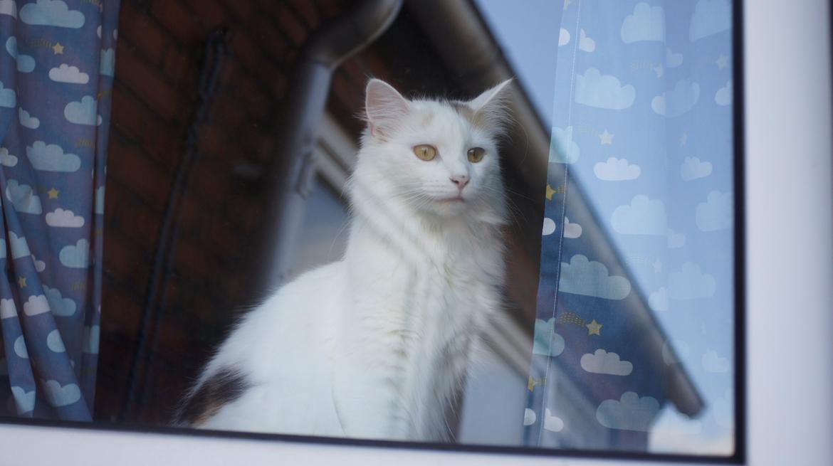 Norsk Skovkat DK Beukel's Kylie  - Hallooo? Hvorfor er jeg ikk' med til det!? billede 17