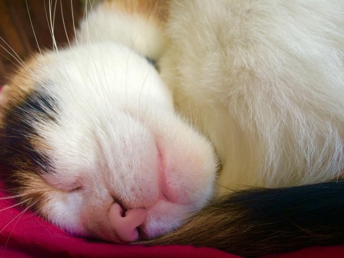 Huskat Kitty billede 27