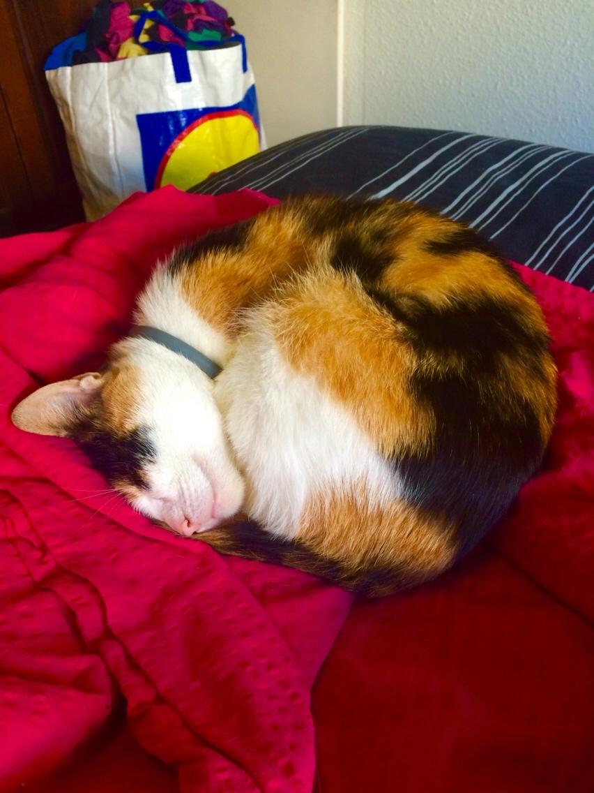 Huskat Kitty billede 28