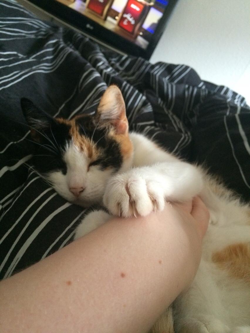 Huskat Kitty billede 29