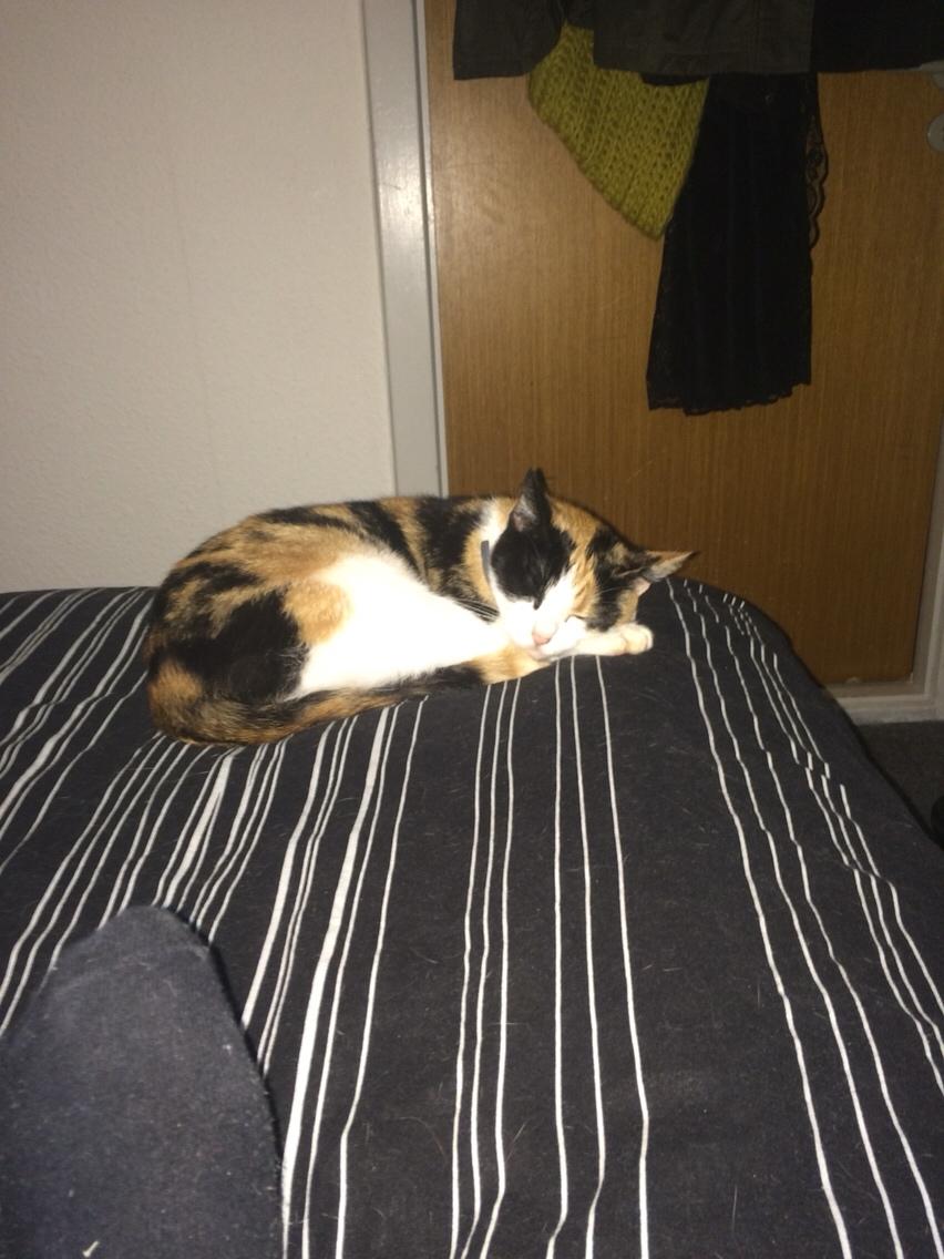 Huskat Kitty billede 31