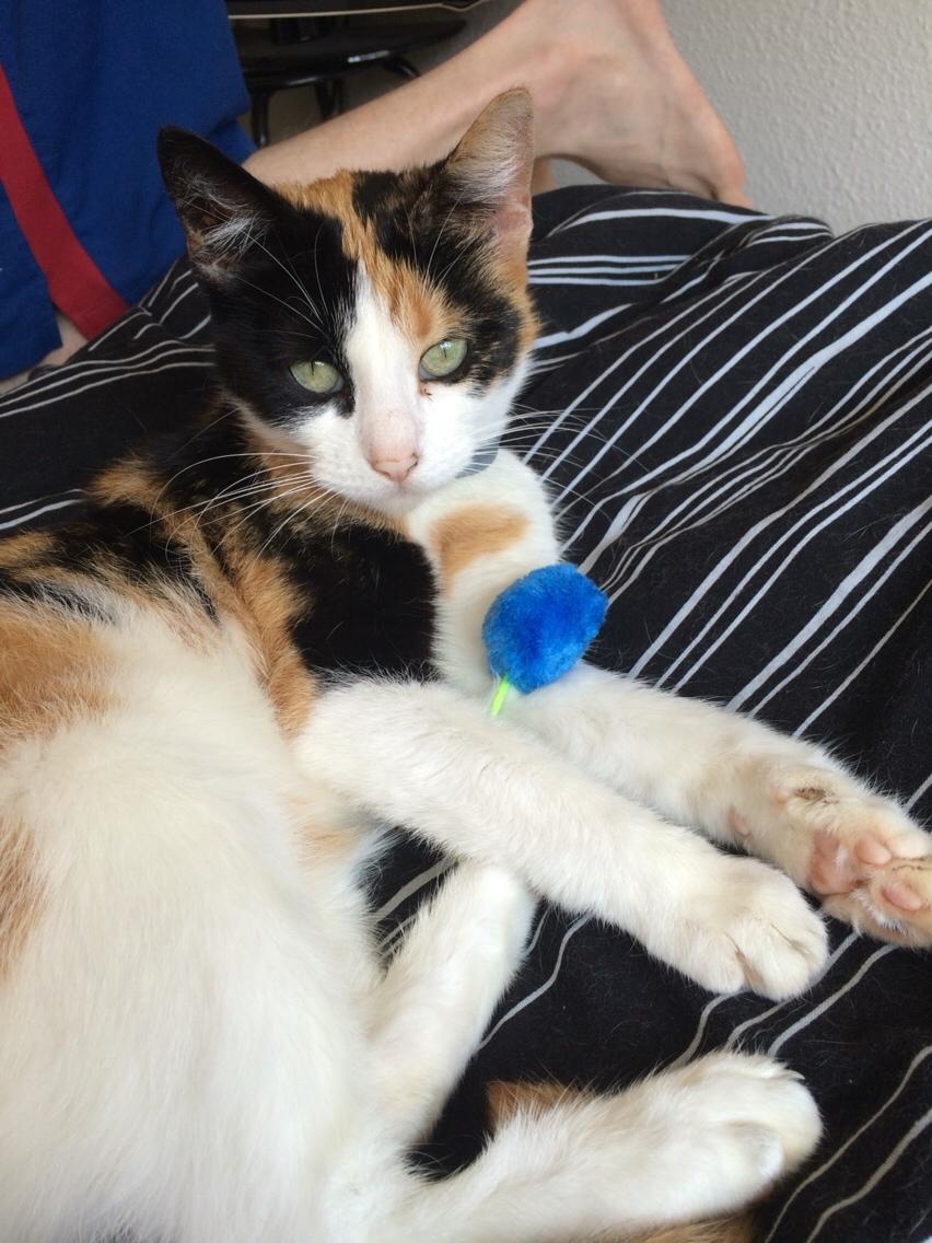 Huskat Kitty billede 30