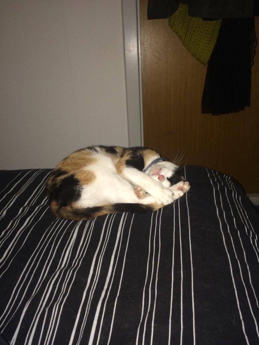 Huskat Kitty billede 32