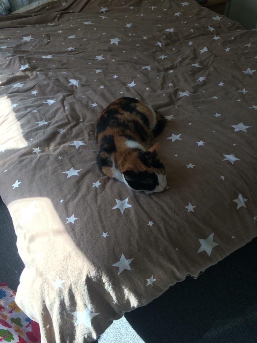 Huskat Kitty billede 33