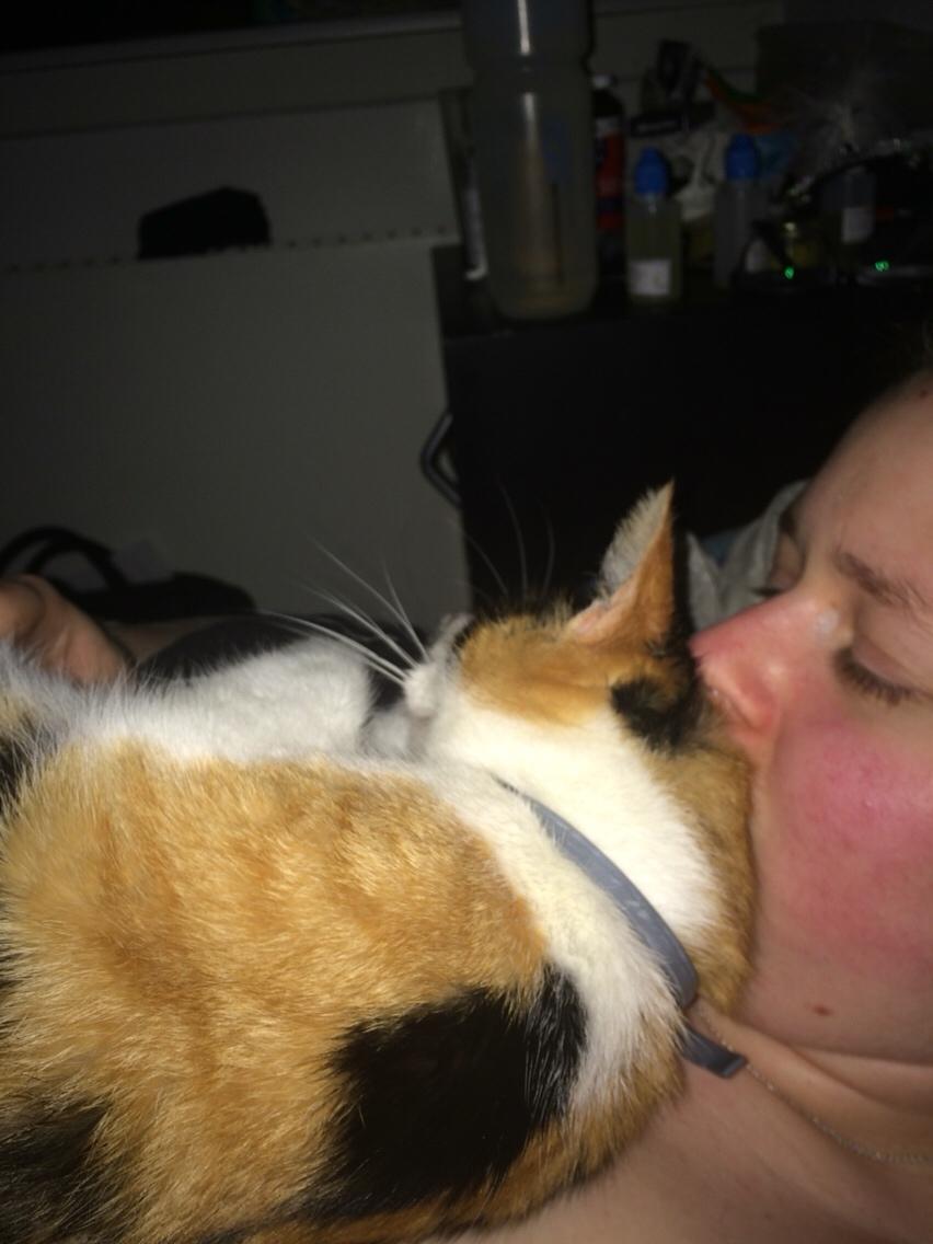 Huskat Kitty billede 34