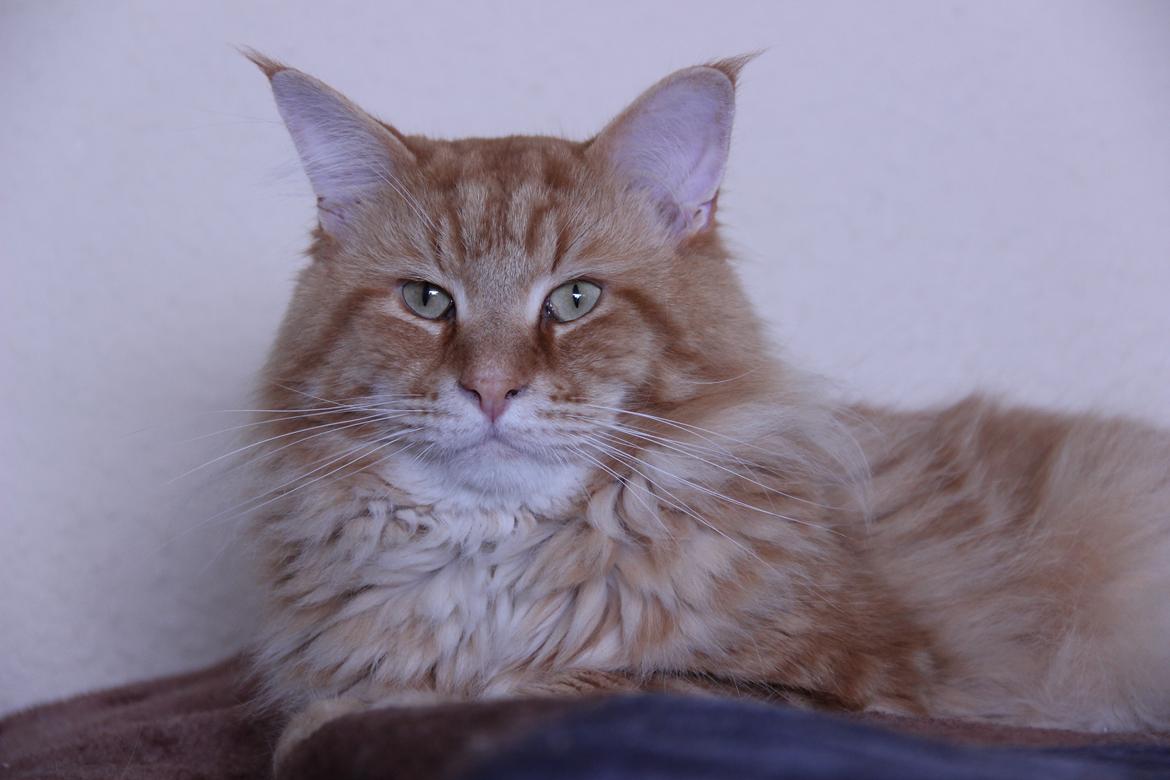 Maine Coon Elmer - 15 juni 2016 - 3 år billede 2