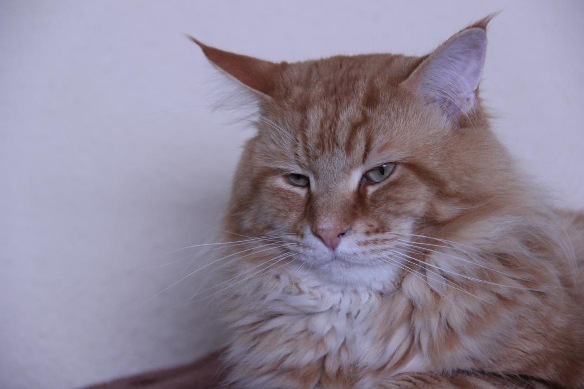 Maine Coon Elmer - 15 juni 2016 - 3 år billede 3
