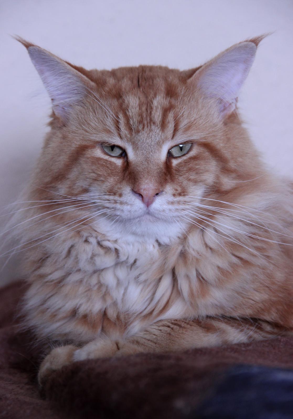 Maine Coon Elmer - 15 juni 2016 - 3 år billede 1
