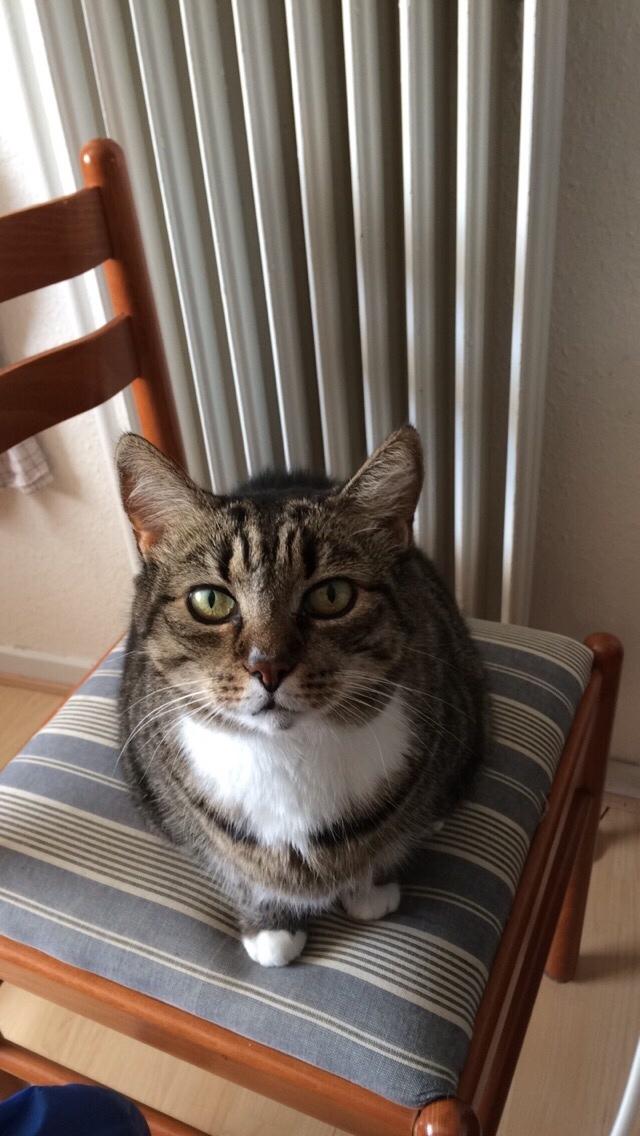 Huskat Kattebi <3 RIP billede 1