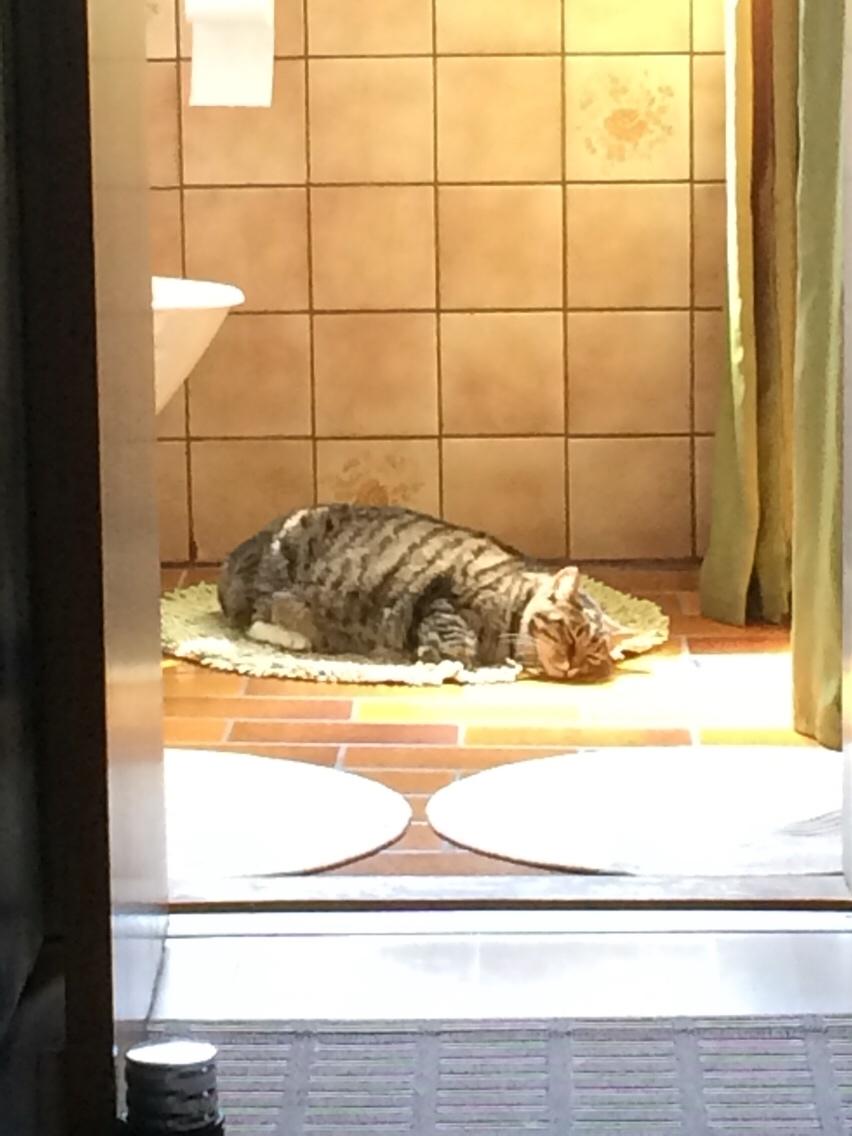 Huskat Kattebi <3 RIP billede 2