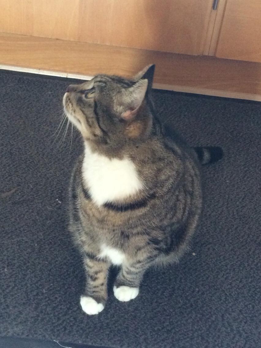 Huskat Kattebi <3 RIP billede 4