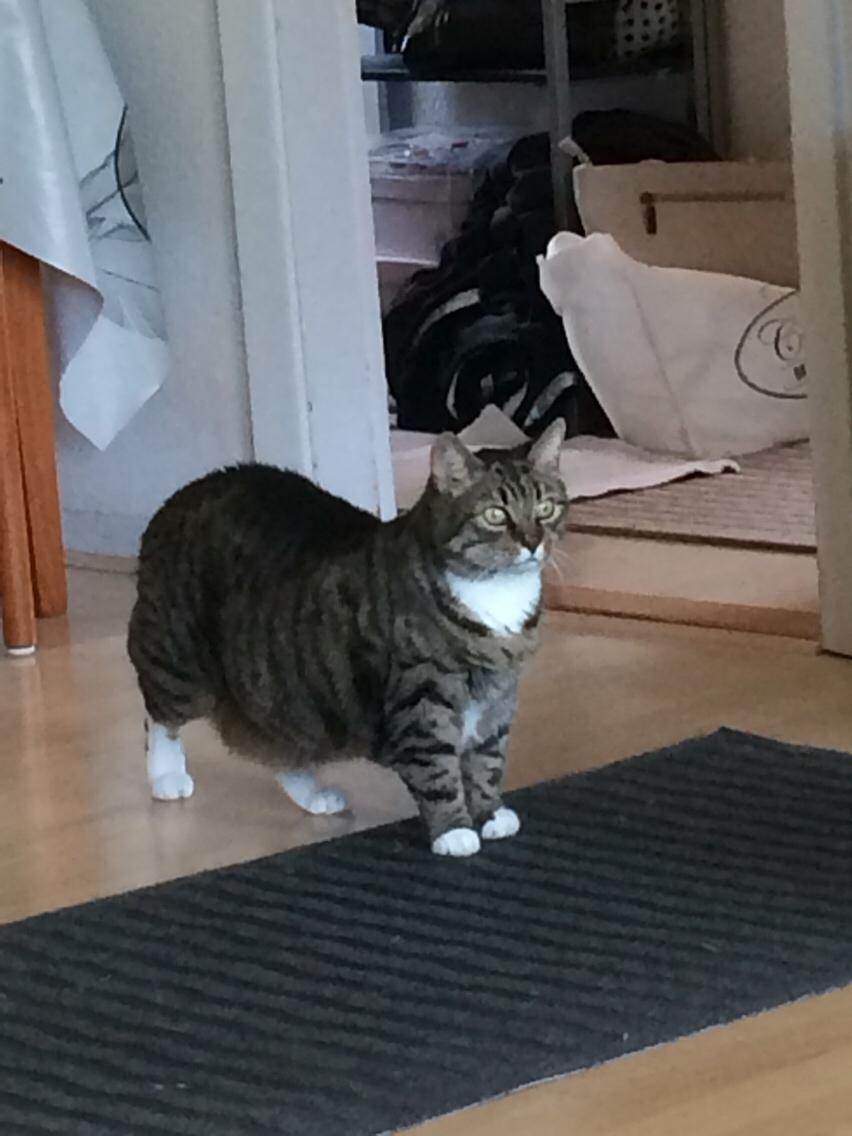 Huskat Kattebi <3 RIP billede 5